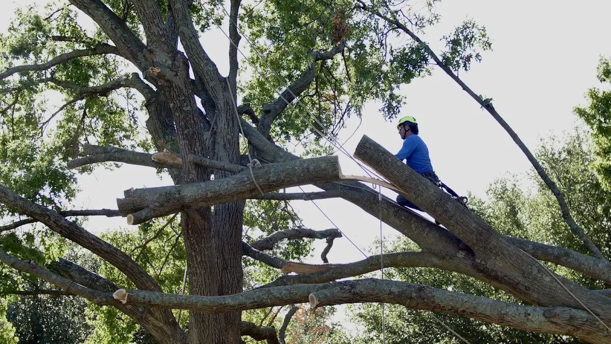Professional Crown Thinning performed by certified arborists in Omaha